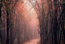 佛罗伦萨队主场作战，信心十足？